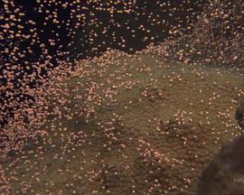 國家地理：大白鲨的长途冒险旅程